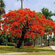 Royal Poinciana Tree, 2-3 Ft- The Ornamental Flowering Tree With Flaming Beauty