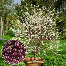 GURNEY's - Romeo Dwarf Cherry Tree - Newly Available In The U.S.A.! Produce Large, Sweet And Juicy Fruit - Ships As A Jumbo Bareroot - Due To State R