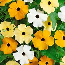 Black Eyed Susan Seeds - Vine Mix - 1 Ounce - Orange Flower Seeds, Heirloom Seed Attracts Bees, Attracts Butterflies, Attracts Pollinators, Easy To Gr