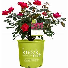 Knockout Double Rose, 2 Gal, Red Blooms