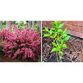 2 Pink Weigela Shrubs/Bushes - 6-12" Live Plants - Seedlings In 4" Pots - H0