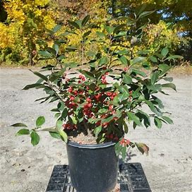 Red Sprite Winterberry - 2 Pot - Plant Addicts