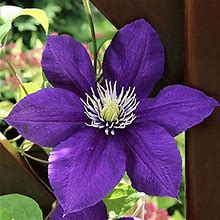 50 Dark Purple Clematis Seeds Bloom Vine Climbing Perennial Flowers Garden Flower, Easy To Grow & Low-Maintenance-QAUZUY GARDEN