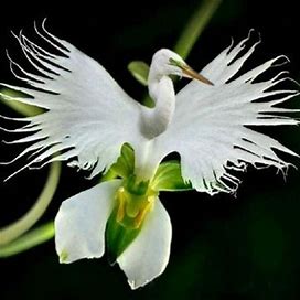 20Pcs White Egret Orchid Flowers Seeds HW93013