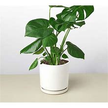 Outdoor Live Monstera Plant In White Planter, 6" | Pottery Barn