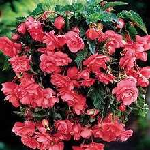 Double Hanging Basket Begonias Pink | Bag Of 5 Wholesale Bulbs | Begonia Pendula 'Pink' | Zone 3-10 | Pink | 12 - 15 Inches | Half Sun / Half Shade | Full Shade