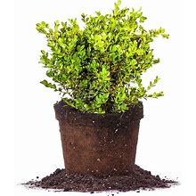 PERFECT PLANTS Japanese Boxwood Live Plant, 3 Gallon, Includes Care Guide