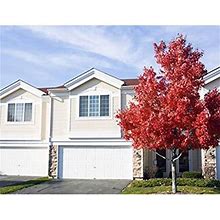 American Red Maple Tree - Large Branched Maple Trees In Containers - Ready To Give And Color - 4-5 ft.