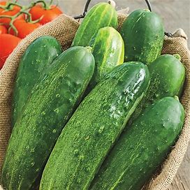 Straight Eight Slicing Cucumber Seed - Packet Of Approx. 100 Seeds