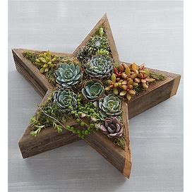 Wood Star Succulent Wood Star Succulent | 1-800-Flowers Plants Delivery