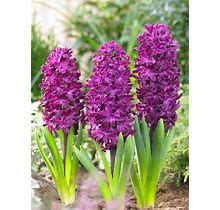 Hyacinth Woodstock Bulbs - Plants By Bluestone Perennials