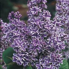 Sensation Lilac Plant - Dormant 24-36" (3 Plants)
