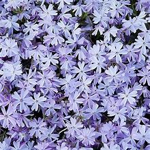 SPRING HILL NURSERIES - Blue Emerald Creeping Phlox, Live Potted Flowering Groundcover Perennial Plant - Each Offer Includes 1 Plant
