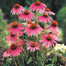 Echinacea Plant - Packet Of Approx. 100 Seeds
