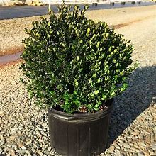 Compact Japanese Holly 5 Container