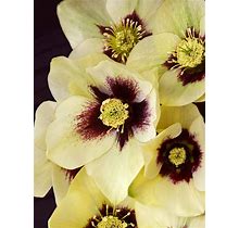 Helleborus Spanish Flare Perennial Plant By Bluestone Perennials