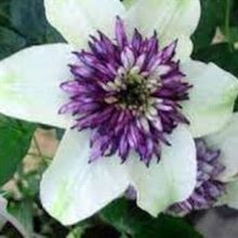 White Purple Clematis Perennial Bloom Flower 25 Fresh Seeds