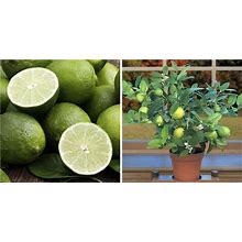Key Lime Live Plant Tree + Certificate 6" Pot NO Ship TX,FL,AZ,CA,LA,HI - C2