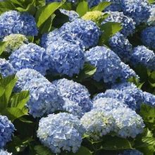 Nikko Blue Hydrangea - Large, 6-Inch Flower Heads All Summer 1 Quart