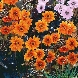 Bishop Of Oxford Dahlia - 2 Per Package | Orange | Dahlia Single-Flowered 'Oxford' | Zone 3-10 | Spring Planting | Spring-Planted Bulbs