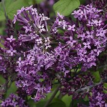 Bloomerang® Dark Purple Lilac - 3 Gallon | Plantingtree