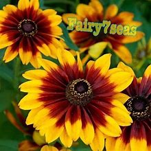 Garden At Home 30 Rudbeckia Hirta Seeds -Gloriosa Daisy(Black-Eyed Susan)- Hirta Autumn Forest - New Garden & Outdoor