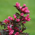 2 Gallon - Spilled Wine® Weigela Shrub/Bush - The Most Colorful Weigela Ever Developed, Outdoor Plant