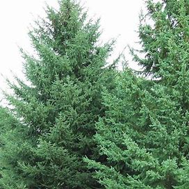White Spruce | Zone 2-6 | 40 - 60 Feet | Full Sun