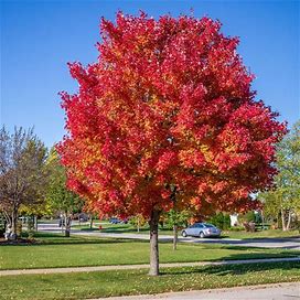 Red Maple Trees - Live Plants 3-4 Feet