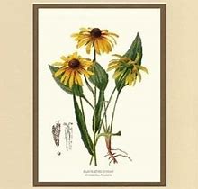 Vintage Botanical Flower Art Print: Black Eyed Susan, Ivory/Gold, Posters, By Charting Nature