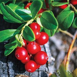 Lingonberry Plant - Bareroot