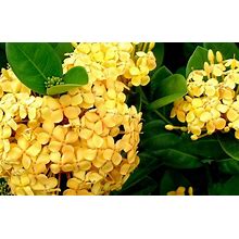 4 Sunset Ixora Plants, Yellow Blossoms, Flowering Shrubs, Full Sunlight, Great Outdoor Plant, Gardening Gift, Colorful Blooms, Live Plants.