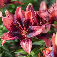 Purple Dream Asiatic Lily - Bag Of 3