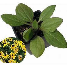 Smoke Camp Crafts Black/Yellow Blackeyed Susan Plant (Rudbeckia Hirta) Inch Pot Size 2.5