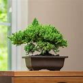 Procumbens Nana Juniper Bonsai Tree - 4X6 Inch Pot | Perfect Plants