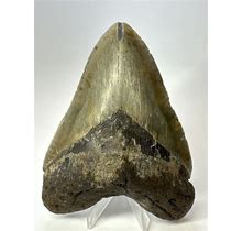 Megalodon Shark Tooth 5.43 Big - Beautiful Fossil - Colorful 17546