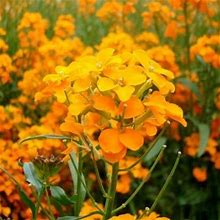 Siberian Wallflower Seeds - 1/4 Pound - Orange Flower Seeds, Heirloom Seed Attracts Bees, Attracts Butterflies, Attracts Hummingbirds, Attracts Pollin