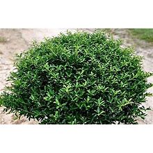 Soft Touch Compact Holly 1 Gallon