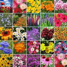Eden Brothers Northeast Wildflower Mixed Seeds For Planting, 1/4 Lb, 120,000+ Seeds With Cosmos, Candytuft, Shasta Daisy | Attracts Pollinators, Plant