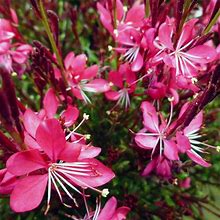 Whiskers Deep Rose Gaura, Wand Flower, Beeblossom - Plant