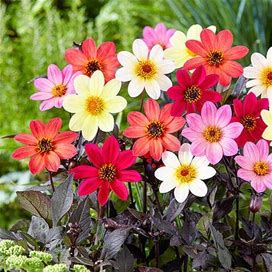 Happy Days Dahlia Mixture - 5 Per Package | Mixed | Dahlia 'Happy Days Mixed Colors' | Zone 3-10 | Spring Planting | Spring-Planted Bulbs