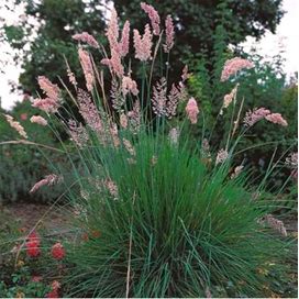 Ruby Pink Fountain Grass Ppp Perennial Ornamental 1 Live Plant Clumping Fast Growing Plants