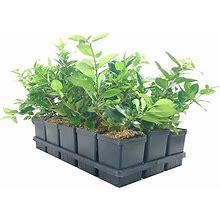 Ligustrum Waxleaf Privet - 12 Live Quart Size Plants - Blooming Evergreen Privacy Hedge