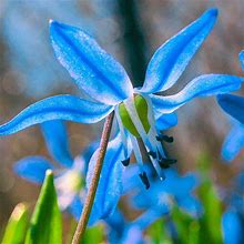 Star Of Holland - 100 Per Package | Blue | Scilla Siberica | Zone 3-9 | Fall Planting | Fall-Planted Bulbs