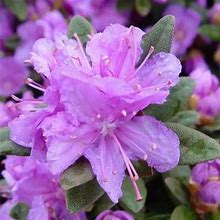 Purple Gem Rhododendron (Spring Pre-Order) 3 Pot - Plant Addicts