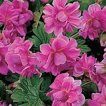 Birch's Double Everblooming Geranium, Live Bareroot Plant, Pink Flowering Perennial (3-Pack)