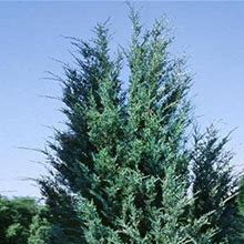 1-2 ft. - Moonglow Juniper Tree - Elegant, Evergreen Growth, Outdoor Plant