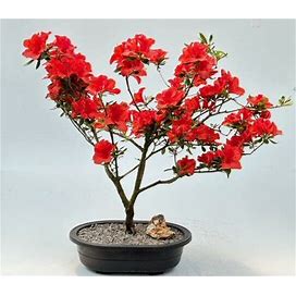 Flowering Red Azalea Bonsai Tree 18 Yo. 21"H Outdoor Decor. Hino Crimson Kurume