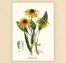 Vintage Botanical Flower Art Print: Black Eyed Susan, Ivory, Posters, By Charting Nature