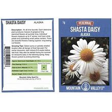 Shasta Daisy Flower Seeds - Alaska Variety - 1 Gram Seed Packet - White Blooms, Yellow Centers - Perennial Daisies - Flower Gardening